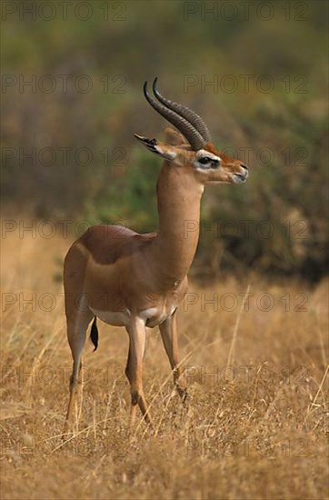 Giraffe gazelle