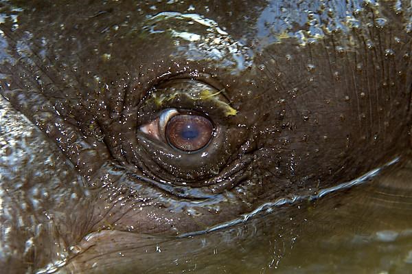 Pygmy hippopotamuses