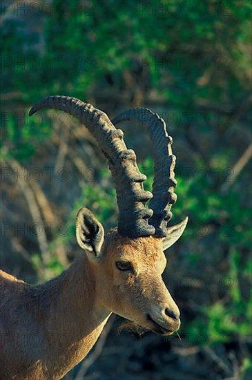 Nubian ibex