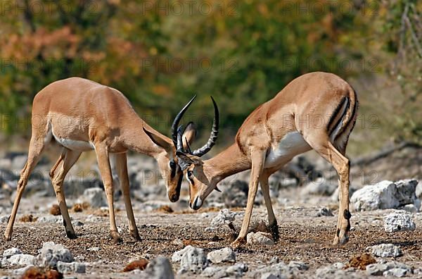 Black-faced impala