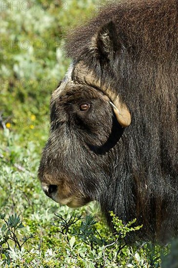 Musk oxes