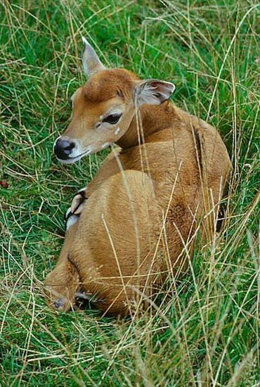 Nilgai