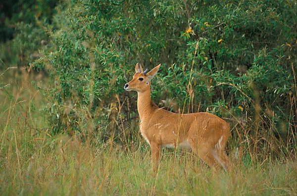 Oribi