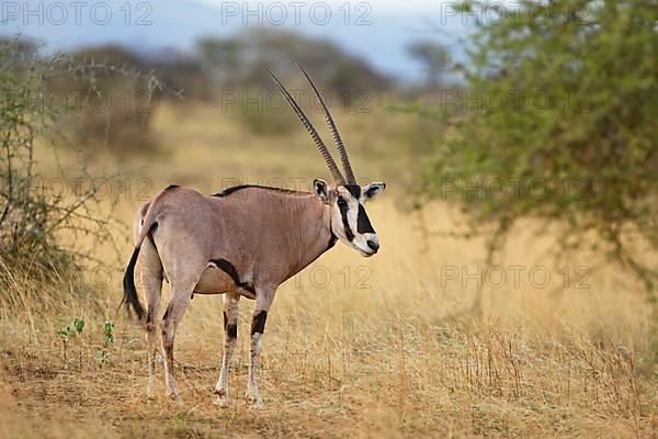 Beisa Oryx