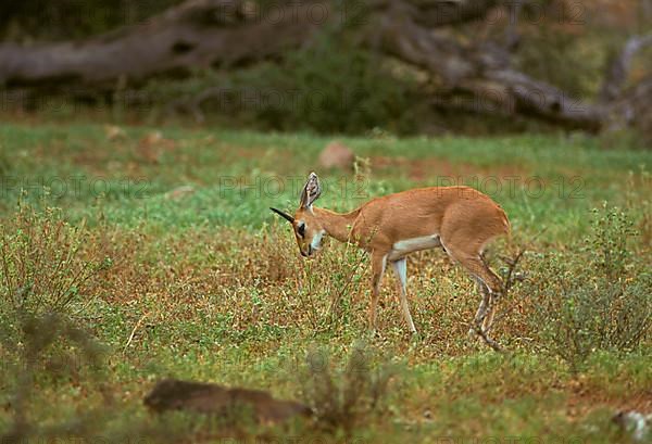 Steenbok