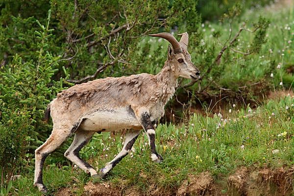 Bharal