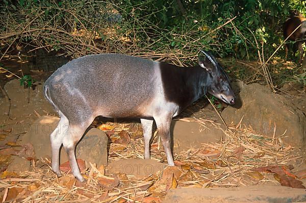 Jentink's duiker