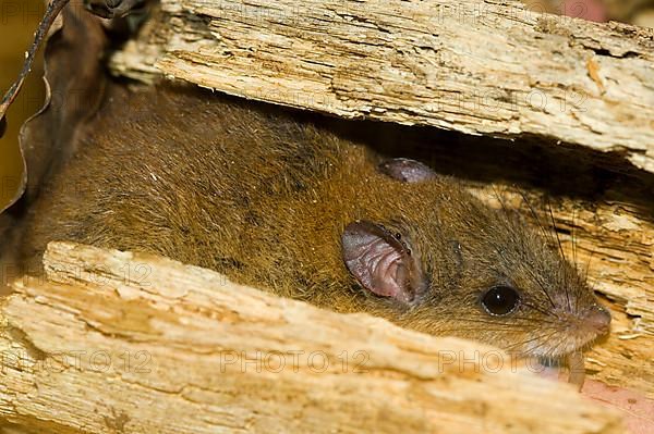 Mosaic-tailed rat