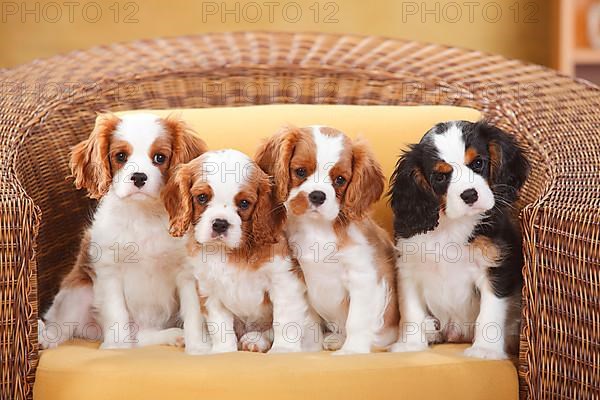Cavalier King Charles Spaniel