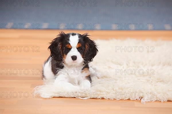 Cavalier King Charles Spaniel