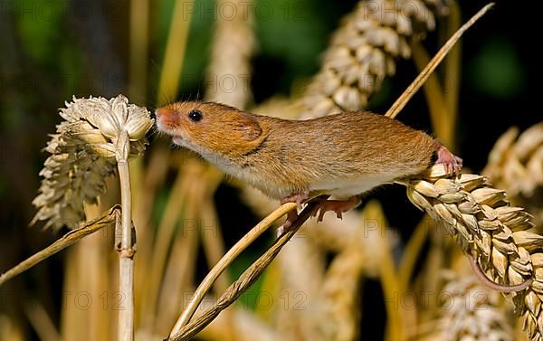 Dwarf Mouse