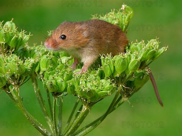 Dwarf mouse