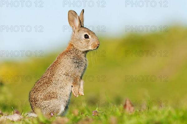 European rabbit