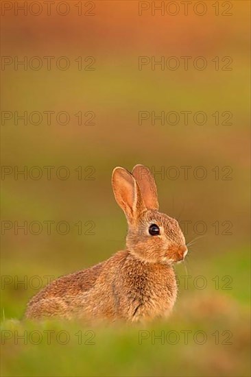 European rabbit