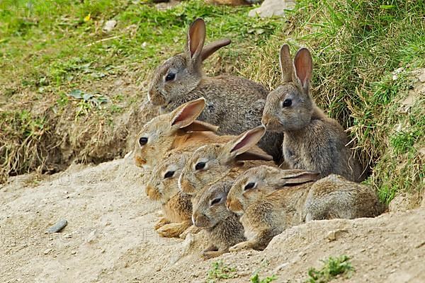 European rabbit
