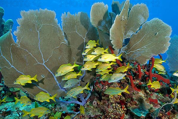 French grunt and Caribbean fan coral