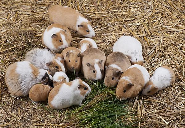 Guinea pig