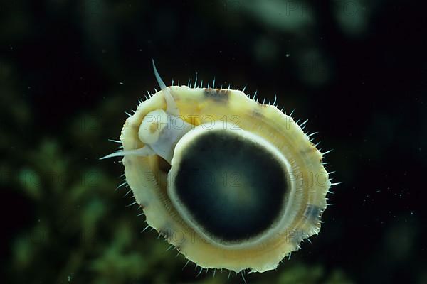 Blue limpet shell