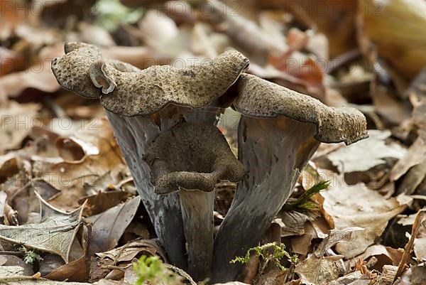 Horn of Plenty