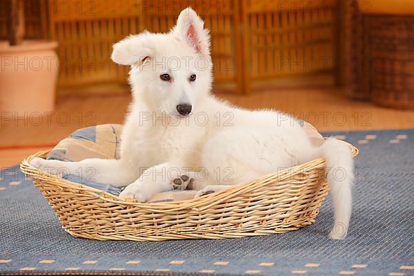 White Swiss Shepherd
