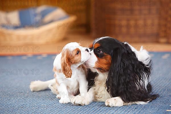 Cavalier King Charles Spaniel