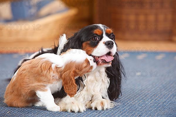 Cavalier King Charles Spaniel
