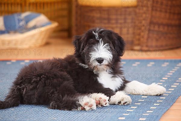 Bearded Collie