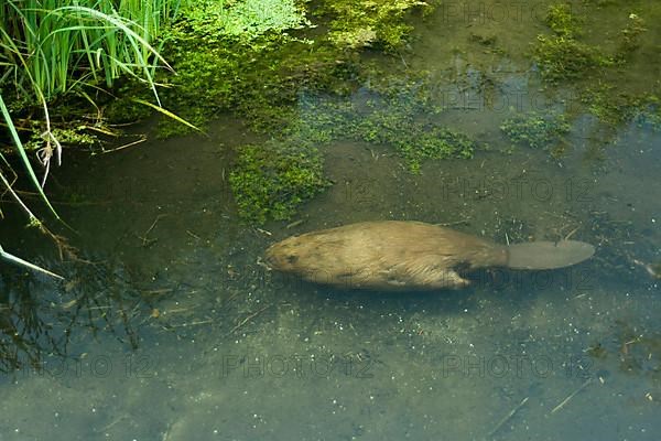 European beaver