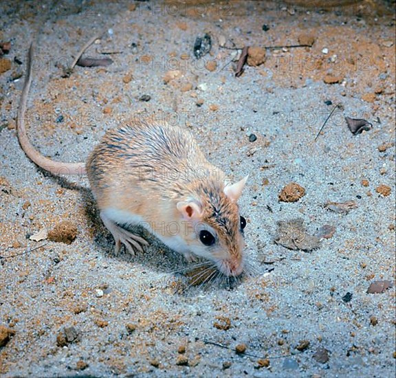Egyptian gerbil