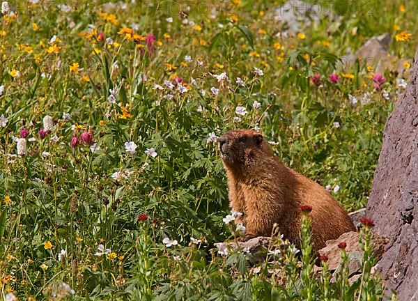 Yellow-bellied Marmot