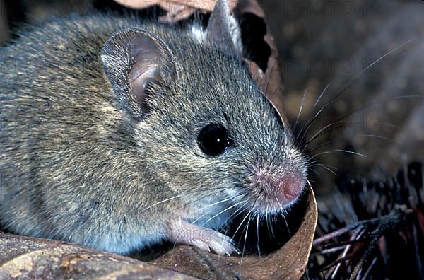 Sylvaemus sylvaticus