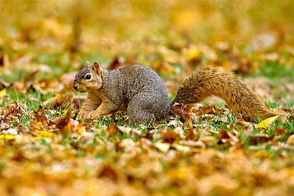 Eastern Fox Squirrel
