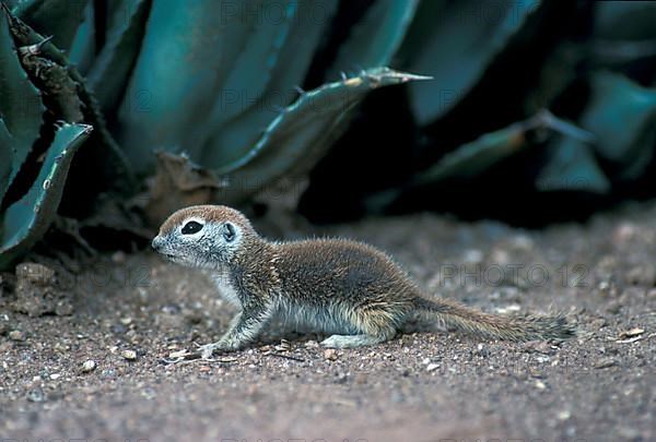 Round-tailed Ground Squirrel