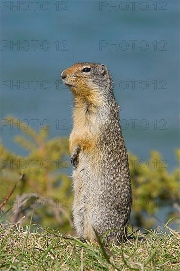 Columbian columbian ground squirrel
