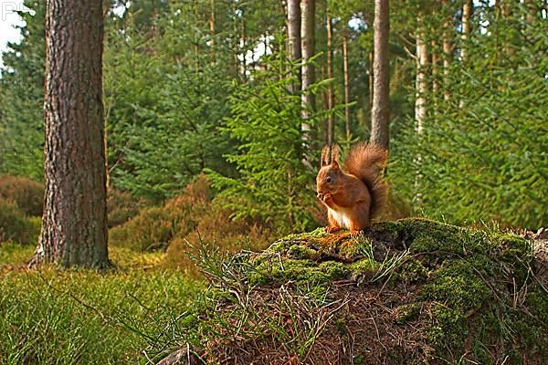 Eurasian red squirrel
