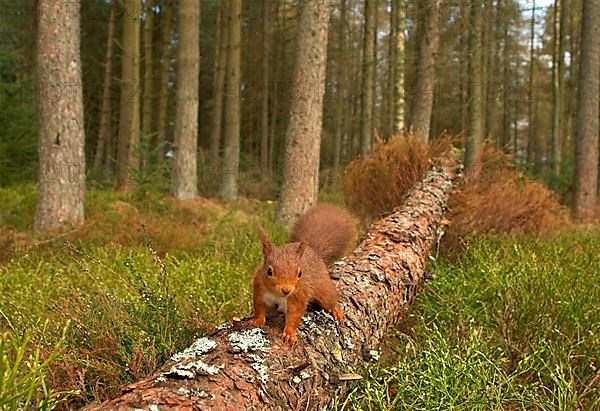 Eurasian red squirrel