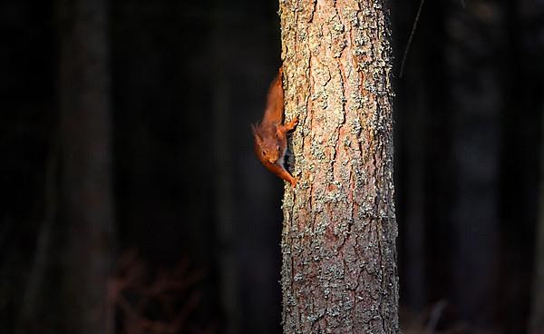 Eurasian red squirrel
