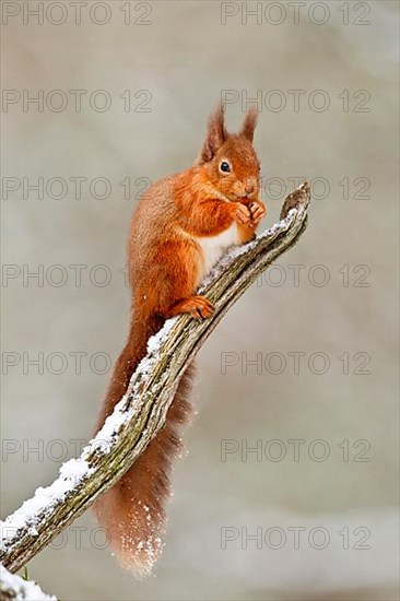 Eurasian Red Squirrel