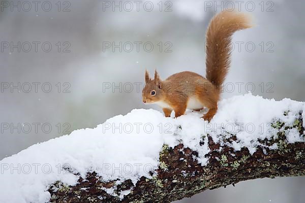 Eurasian Red Squirrel