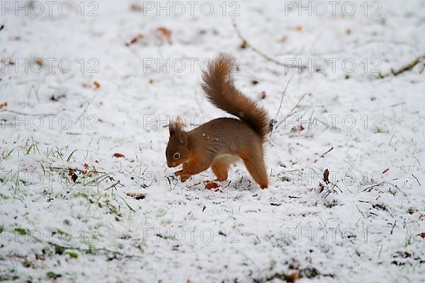 Eurasian red squirrel