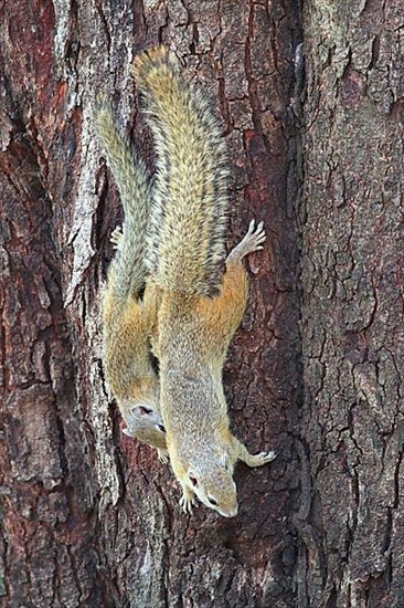 Smith's bush squirrel