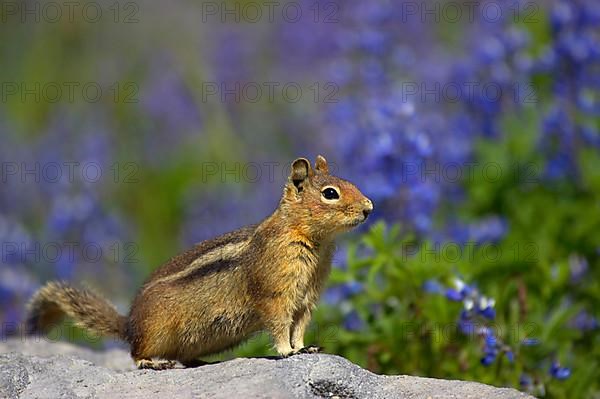 Cascade golden-mantled ground squirrel