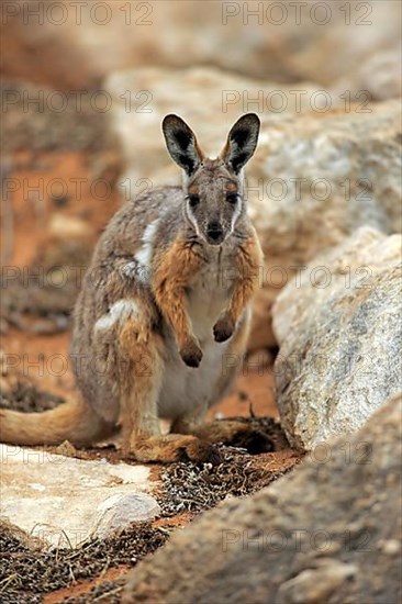 Yellow-footed rock-wallaby