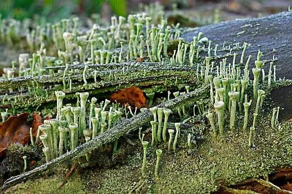 (Cladonia fimbriata) lichen
