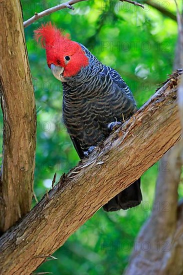 Gang-gang cockatoo