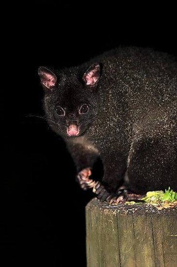 Mountain Bushtail Ossum