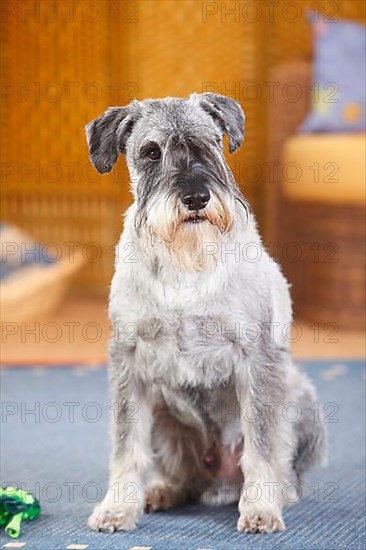 Medium Schnauzer
