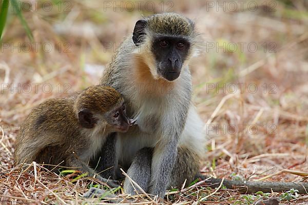 Western vervet monkey