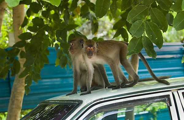 Crab-eating macaques