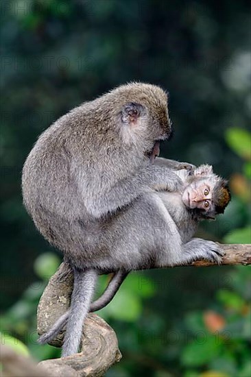 Crab-eating Macaque